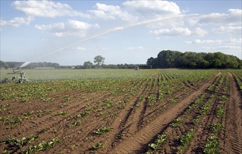 Irrigation water spraying field sugar beet, Iken, Suffolk, England, United Kingdom, Europe