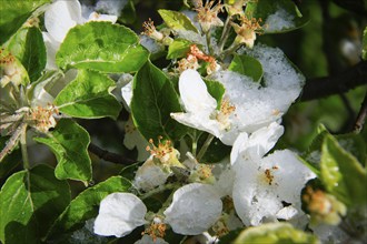 Apple blossoms on a tree in an orchard in the Eastern Ore Mountains. A cold snap led to late