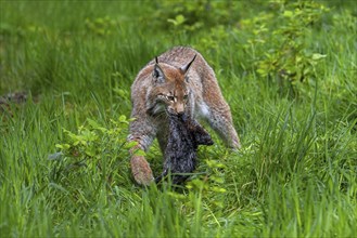 Hunting Eurasian lynx (Lynx lynx) walking with killed muskrat (Ondatra zibethicus) prey in its