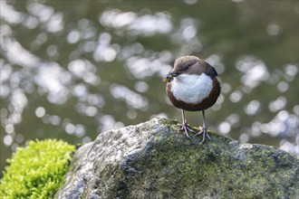 White-throated Dipper (Cinclus cinclus), at a torrent with larvae in its beak,