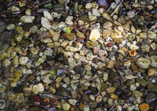 Colourful pebbles in the water, North Rhine-Westphalia, Germany, Europe