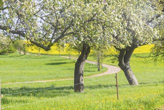 Fields near Karsdorf, Quoren and Possendorf, Karsdorf, Saxony, Germany, Europe