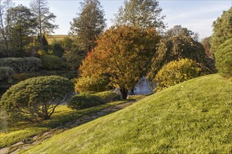 Park with green lawn, trees, hedges, trimmed bushes and hilly terrain. Modern landscape design