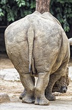 A bottom of the rhinoceros in a zoo of Singapore