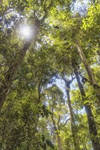 The sun breaks through the branches in the jungle