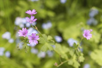 Geranium blooming branch in the botanical garden in spring