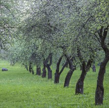 Trees in the evening in the spring park