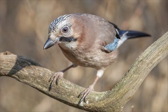 Eurasian Jay (Garrulus glandarius) on a branch in the forest