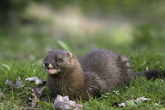 European mink (Mustela lutreola) portrait, Germany, Europe