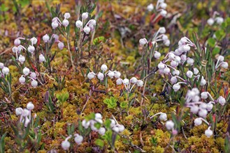 Bog-rosemary (Andromeda polifolia) in flower in Sweden, native to northern parts of the Northern