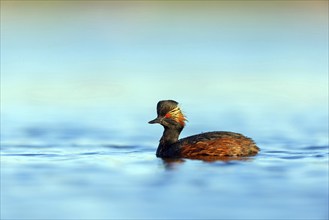 Black-necked grebe (Podiceps nigricollis), swimming in the water, Hides de El Taray / Floating Hid,