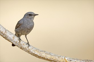 Blackstart, (Cercomela melanura), Grey Chat, Ayn Hamran, Salalah, Dhofar, Oman, Asia