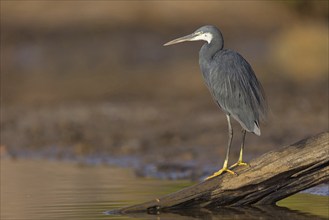 Great Egret, (Egretta gularis), foraging, Raysut, Salalah, Dhofar, Oman, Asia