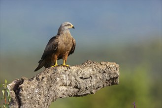 Black kite (Milvus migrans), flight photo, perch, Hides De Calera / Steppe Raptors, Nussloch,