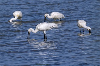 Flock of Eurasian spoonbills, common spoonbill (Platalea leucorodia) juveniles and adults foraging