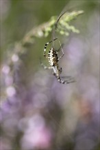 Wasp spider (Argiope bruennichi), Emsland, Lower Saxony, Germany, Europe