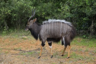 Nyala (Tragelaphus angasii), adult, male, foraging, Saint Lucia Estuary, Isimangaliso Wetland Park,