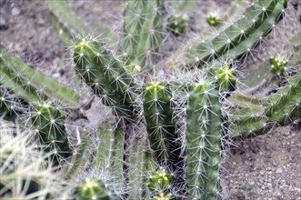 Hedgehog columnar cactus, Encephalartos berlandieri, Mexico, Central America