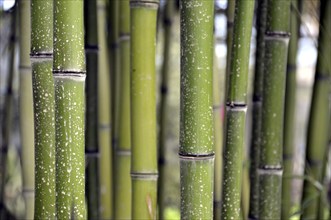 Bamboo grass, Phyllostachys viridi-glaucescens, China, Asia