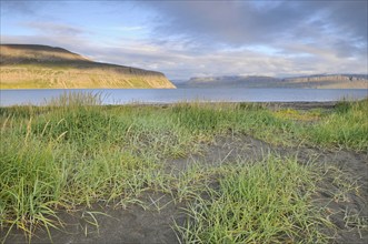 Beach grass, beach, Hesteyri, Hesteyrarfjörður or Hesteyrarfjördur, Hornstrandir, Westfjords,