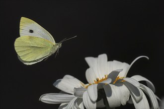 A Small white (Pieris rapae) hovering over a daisy flower against a dark background, Hesse,