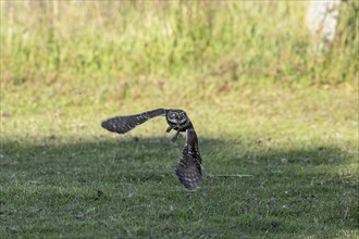 Little owl (Athene noctua), flying, Emsland, Lower Saxony, Germany, Europe