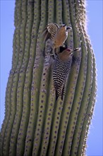 Gila woodpecker (Melanerpes uropygialis), adult, male, female, pair, at breeding den, with food, at