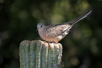 Inca dove (Columbina Inca), adult, on cactus, Sonora Desert, Arizona, North America, USA, North