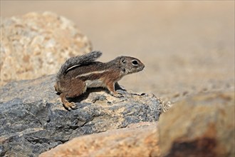 Antelope gopher, (Ammospermophilus harrisii), adult, on tree, foraging, Sonoran Desert, Arizona,