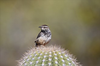 Cactus wren (Campylorhynchus brunneicapillus), adult, on cactus, Sonoran Desert, Arizona, North