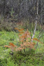 Royal fern (Osmunda regalis), Emsland, Lower Saxony, Germany, Europe