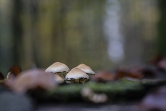 Sulphur tuft (Hypholoma fasciculare), Emsland, Lower Saxony, Germany, Europe