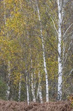 Birches (Betula pendula) in the moor, Emsland, Lower Saxony, Germany, Europe