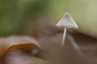 Helmling (Mycena), Emsland, Lower Saxony, Germany, Europe