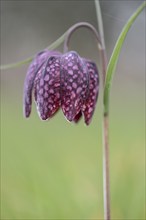 Snake's head fritillary (Fritillaria meleagris), Emsland, Lower Saxony, Germany, Europe