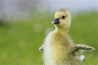 A grey goose chick (Anser anser) with soft plumage stands in the grass in front of a blurred green