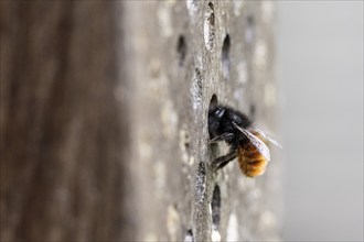 Hornfaced bee (Osmia cornuta), Emsland, Lower Saxony, Germany, Europe