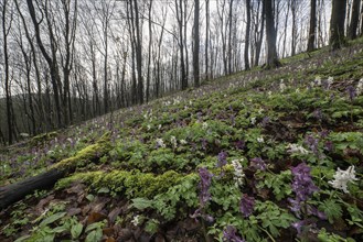 Hollow larkspur (Corydalis cava), Bad Iburg, Lower Saxony, Germany, Europe