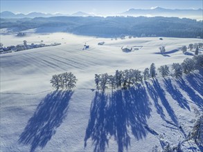 Aerial view of snow-covered trees, winter, sun, Pfaffenwinkel, Alpine foothills, Upper Bavaria,