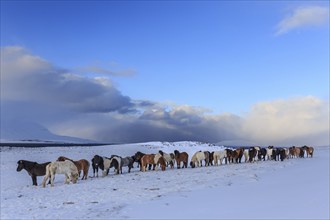 A herd of Icelandic horses standing in a snowstorm on the coast, winter, Akureyri, North Iceland,