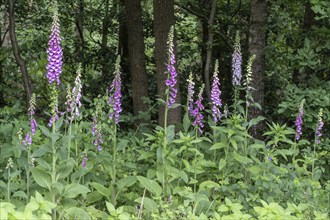 Foxglove (Digitalis purpurea), Emsland, Lower Saxony, Germany, Europe