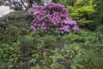 Rhododendron flower (Rhododendron Kalinka), Emsland, Lower Saxony, Germany, Europe