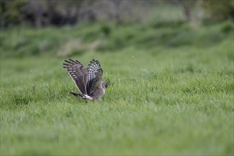 Hen harrier (Circus cyaneus), Emsland, Lower Saxony, Germany, Europe