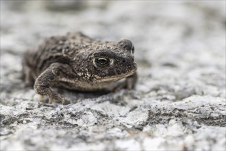 Natterjack toad (Bufo calamita), Emsland, Lower Saxony, Germany, Europe