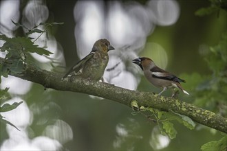 Hawfinch (Coccothraustes coccothraustes), adult bird feeding young, Emsland, Lower Saxony, Germany,