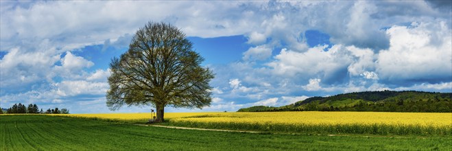 Lime tree (Tilia) on the Hödinger Berg, Hödingen, Lake Constance district, Upper Swabia,