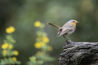 European robin (Erithacus rubecula), Emsland, Lower Saxony, Germany, Europe