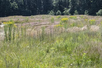 Extensive meadow with St James' ragwort (Senecio jacobaea) and flowering grasses, Emsland, Lower