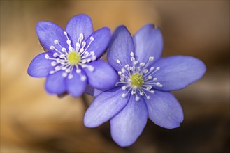 Liverwort (Hepatica nobilis), North Rhine-Westphalia, Germany, Europe