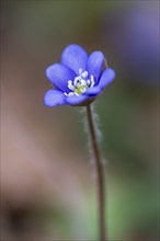 Liverwort (Hepatica nobilis), North Rhine-Westphalia, Germany, Europe